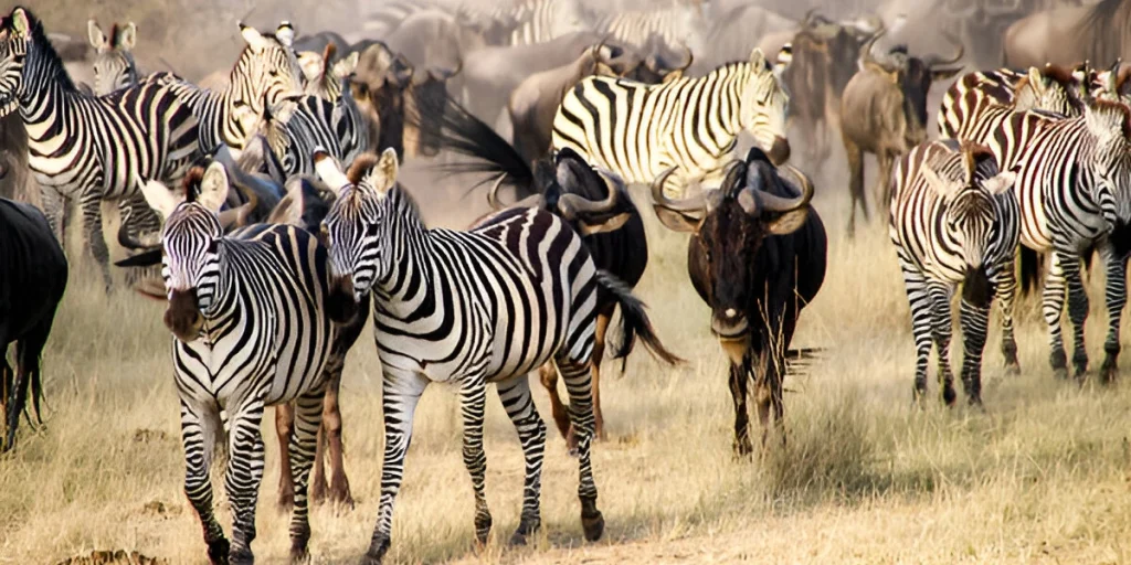 Serengeti Wildebeest Migration Safari