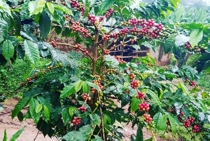 Materuni Waterfall and Coffee Tour