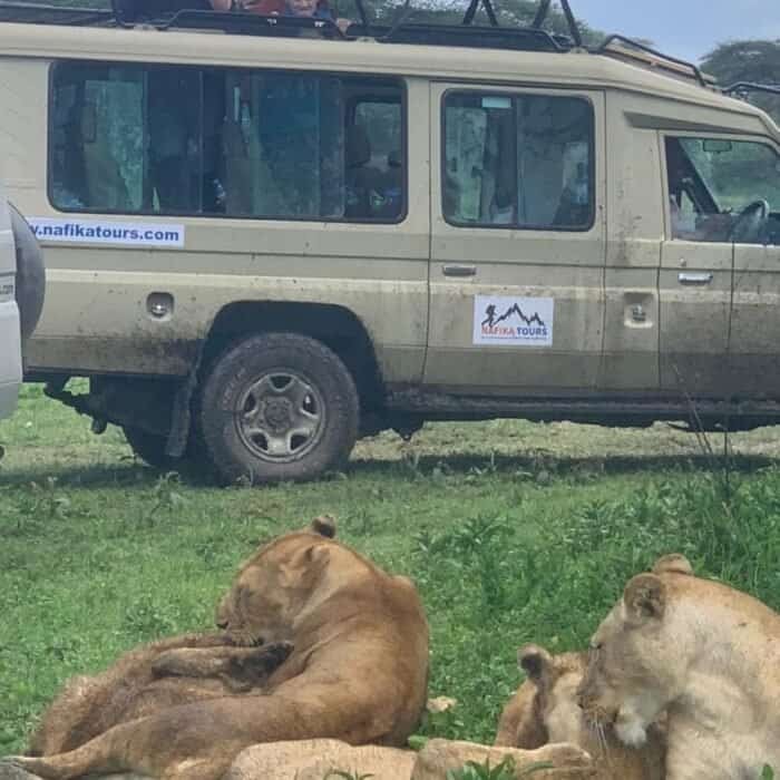 How Should I Tip My Safari Guide